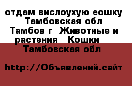 отдам вислоухую еошку - Тамбовская обл., Тамбов г. Животные и растения » Кошки   . Тамбовская обл.